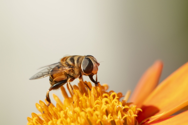 9 nejlepších triků, jak vyzrát na otravný hmyz