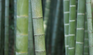 Bambusové vlákna