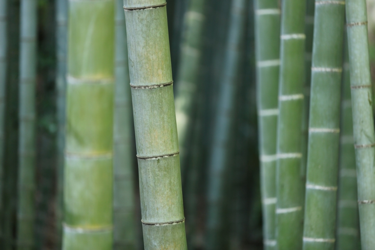 Jaký materiál nejvíce letí? Vše, co je z bambusu!