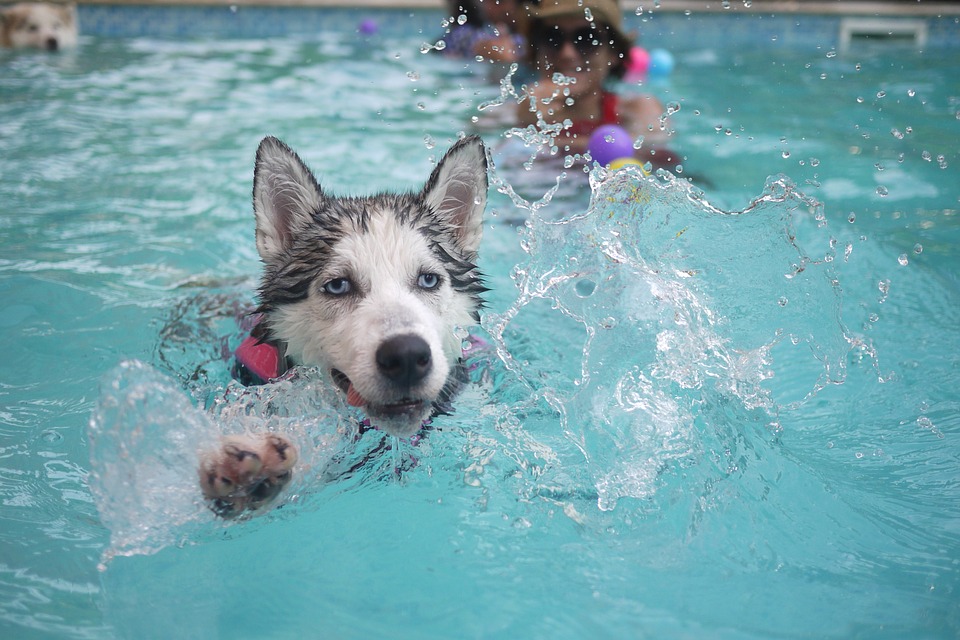 Pes plave v bazénu