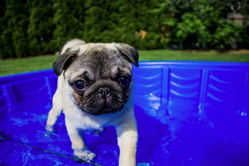Bazén pro psy vám pomůže udržet čistou vodu