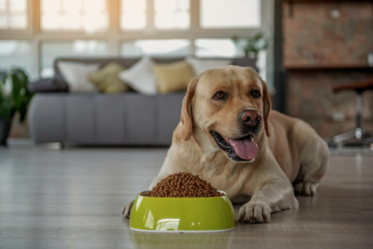Co hrozí vašemu psovi z nekvalitních granulí?